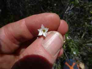 Chaparral gilia(Gilia angelensis)