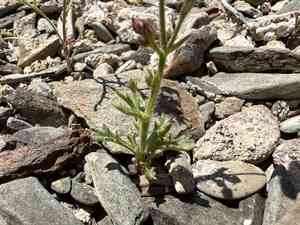 Showy gilia(Gilia cana)
