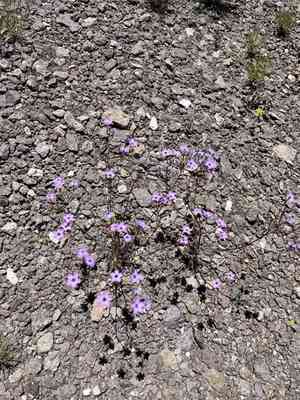 Showy gilia(Gilia cana)