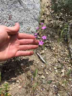 Showy gilia(Gilia cana)