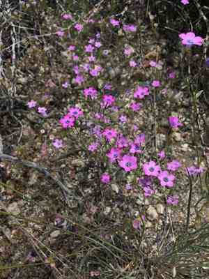 Showy gilia(Gilia cana)
