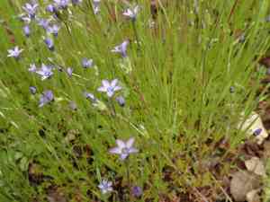 Purplespot gilia(Gilia clivorum)