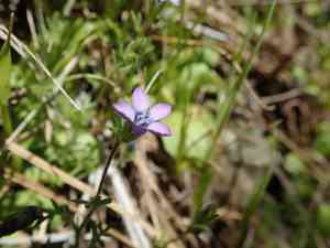 Purplespot gilia(Gilia clivorum)