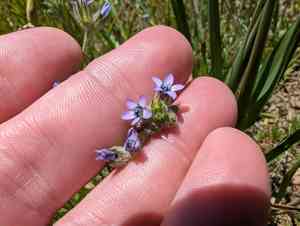 Purplespot gilia(Gilia clivorum)