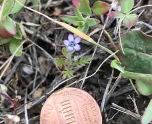 Purplespot gilia(Gilia clivorum)