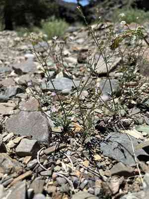 Clokey's gilia(Gilia clokeyi)