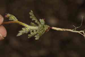 Clokey's gilia(Gilia clokeyi)