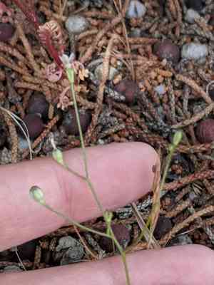 Clokey's gilia(Gilia clokeyi)