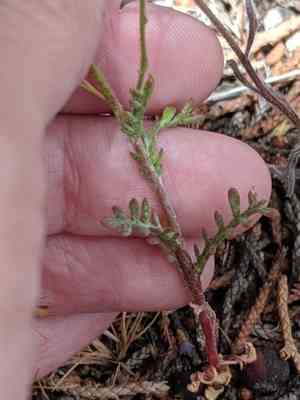 Clokey's gilia(Gilia clokeyi)