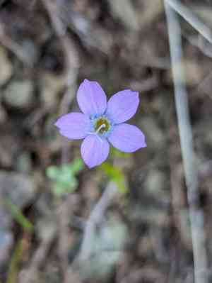 Lesser yellowthroat gilia(Gilia flavocincta)