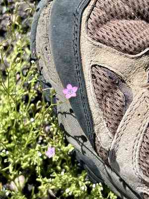 Lesser yellowthroat gilia(Gilia flavocincta)