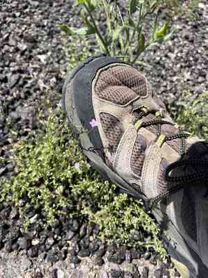 Lesser yellowthroat gilia(Gilia flavocincta)