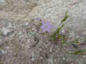 Lesser yellowthroat gilia(Gilia flavocincta)