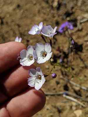 Hollyleaf gilia(Gilia latiflora)