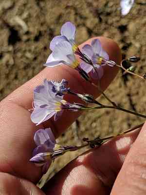 Hollyleaf gilia(Gilia latiflora)