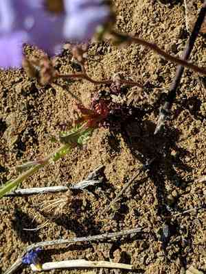 Hollyleaf gilia(Gilia latiflora)