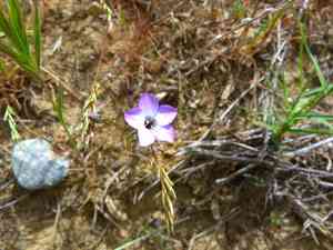 Hollyleaf gilia(Gilia latiflora)