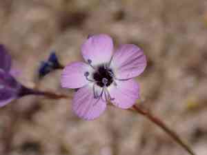 Hoffman's gilia(Gilia tenuiflora)