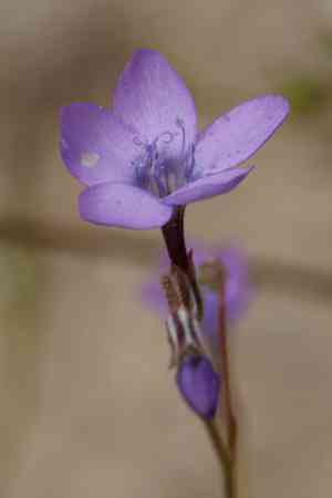Hoffman's gilia(Gilia tenuiflora)