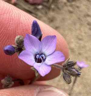 Hoffman's gilia(Gilia tenuiflora)