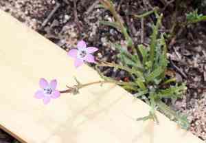 Hoffman's gilia(Gilia tenuiflora)