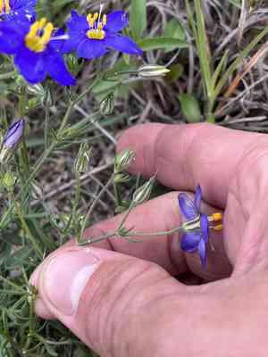 Bluebowls(Giliastrum rigidulum)