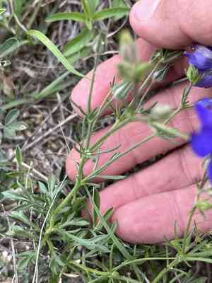 Bluebowls(Giliastrum rigidulum)