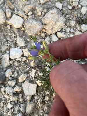Bluebowls(Giliastrum rigidulum)
