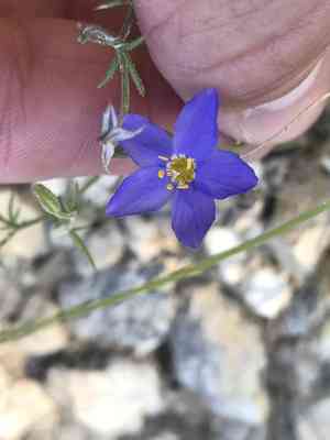 Bluebowls(Giliastrum rigidulum)