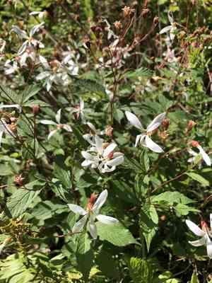 Bowman's root(Gillenia trifoliata)