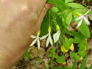 Bowman's root(Gillenia trifoliata)