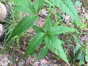 Bowman's root(Gillenia trifoliata)