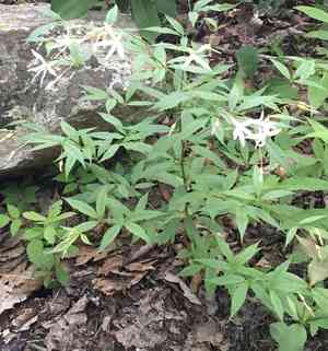Bowman's root(Gillenia trifoliata)