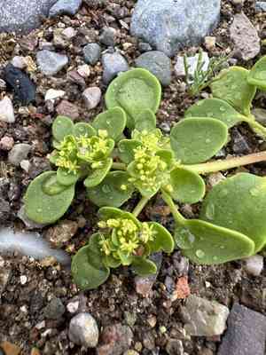 Goldencarpet(Gilmania luteola)