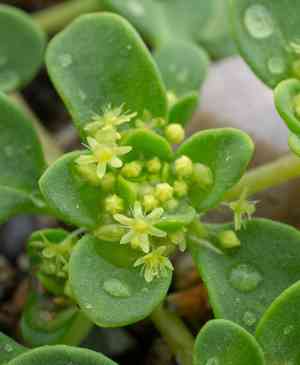 Goldencarpet(Gilmania luteola)