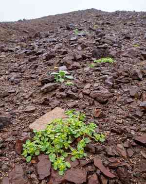 Goldencarpet(Gilmania luteola)