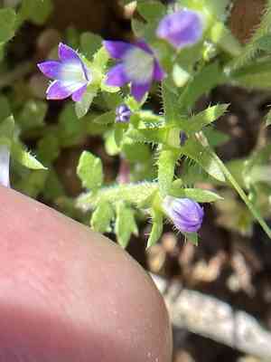 Common bluecup(Githopsis specularioides)
