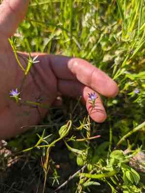 Common bluecup(Githopsis specularioides)