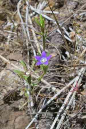 Common bluecup(Githopsis specularioides)