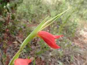 African parrot gladiola(Gladiolus dalenii)
