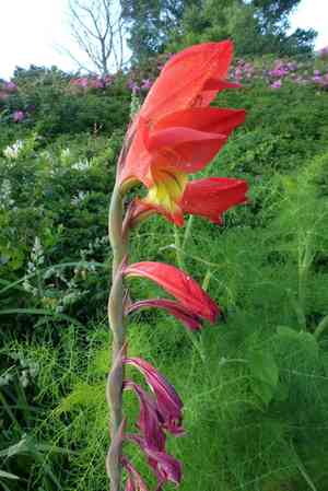 African parrot gladiola(Gladiolus dalenii)