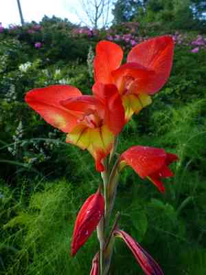 African parrot gladiola(Gladiolus dalenii)