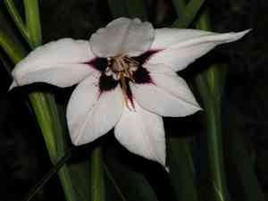 Acidanthera(Gladiolus murielae)