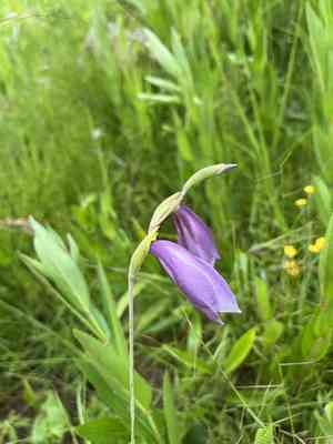 Butterfly sword lily(Gladiolus papilio)