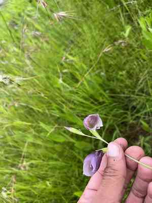 Butterfly sword lily(Gladiolus papilio)