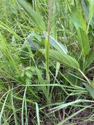 Butterfly sword lily(Gladiolus papilio)