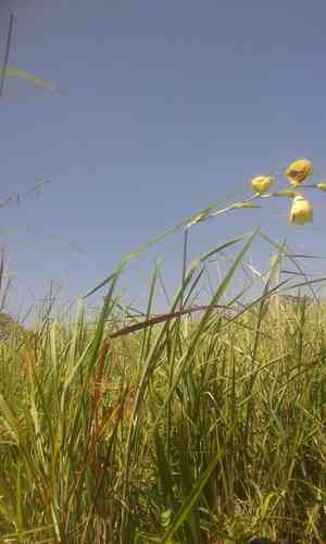 Butterfly sword lily(Gladiolus papilio)