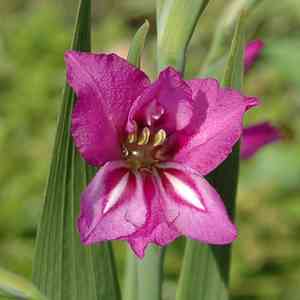Gladioli (Gladiolus)(Gladiolus)