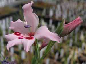 Gladioli (Gladiolus)(Gladiolus)