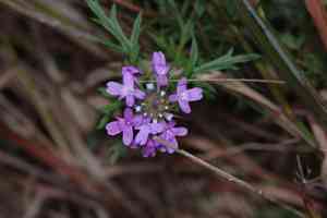 Dakota mock vervain(Glandularia bipinnatifida)